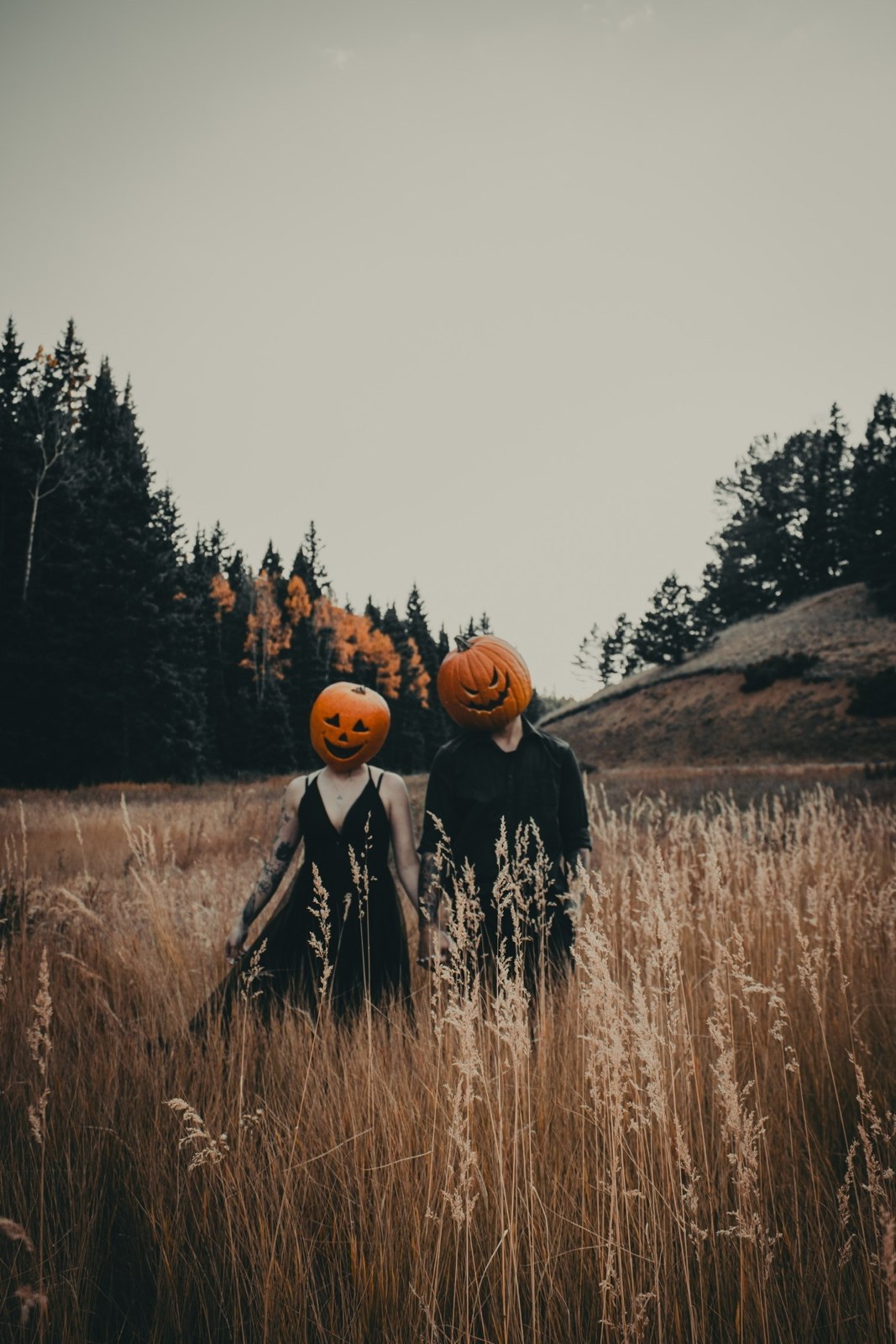Pumpkin season in the meadow